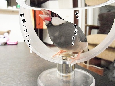 ブンチョ日誌