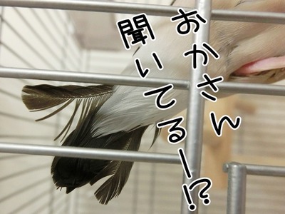 s-CIMG4919