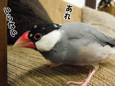 ブンチョ日誌