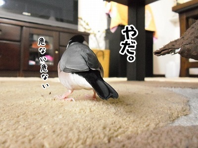 ブンチョ日誌