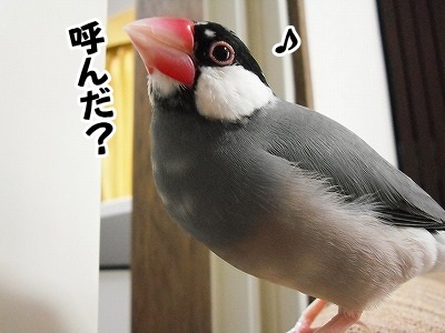 ブンチョ日誌