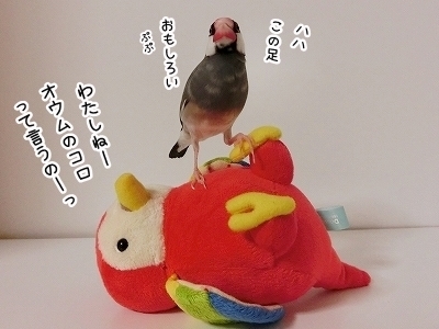 ブンチョ日誌