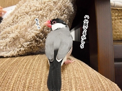 ブンチョ日誌