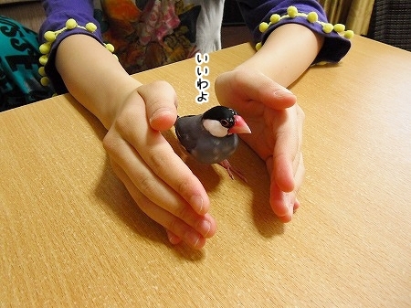 ブンチョ日誌