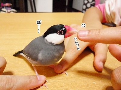 ブンチョ日誌