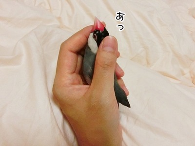 s-CIMG4212