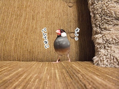 ブンチョ日誌