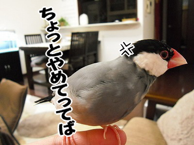 ブンチョ日誌