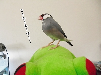 ブンチョ日誌
