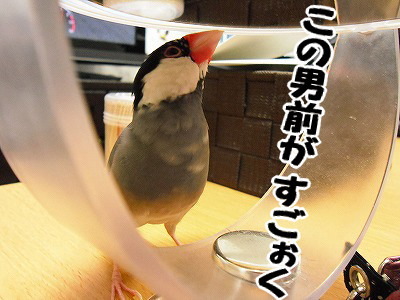 ブンチョ日誌