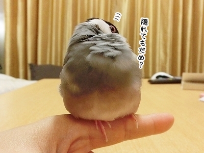 ブンチョ日誌
