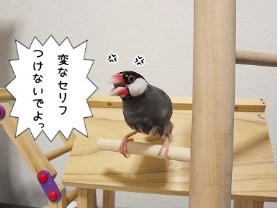ブンチョ日誌