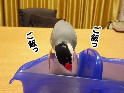 ブンチョ日誌