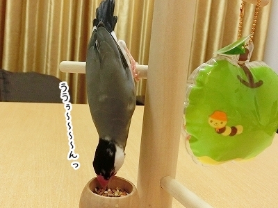 ブンチョ日誌