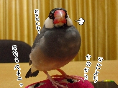 ブンチョ日誌
