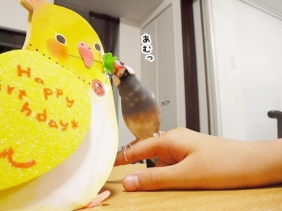 ブンチョ日誌