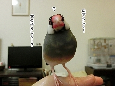 ブンチョ日誌