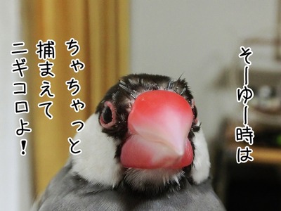 s-CIMG9425