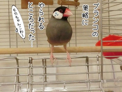 s-CIMG8431
