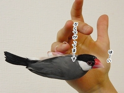 ブンチョ日誌