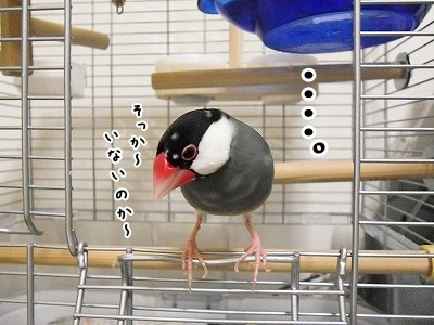 ブンチョ日誌