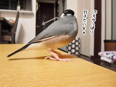 ブンチョ日誌