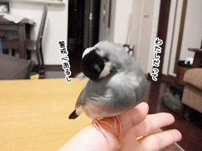 ブンチョ日誌