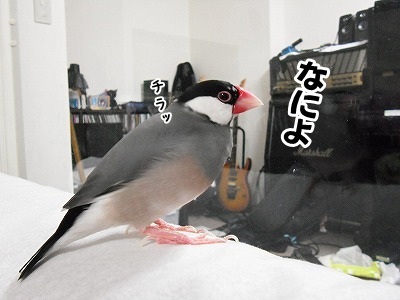 ブンチョ日誌