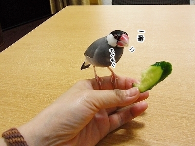 ブンチョ日誌