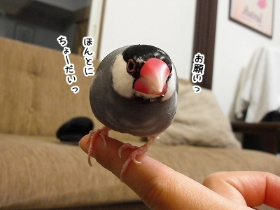 ブンチョ日誌