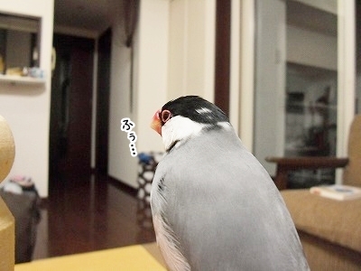 ブンチョ日誌