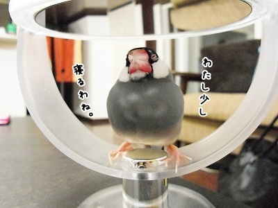 ブンチョ日誌