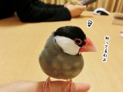 ブンチョ日誌