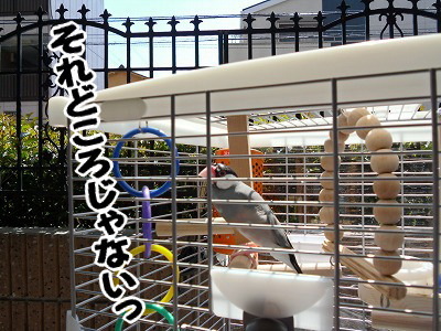 ブンチョ日誌