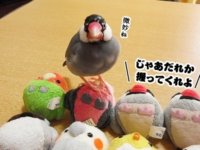 ブンチョ日誌