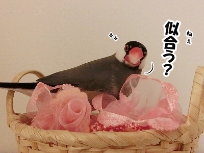 ブンチョ日誌