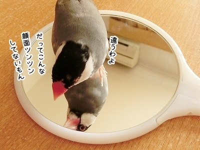 ブンチョ日誌