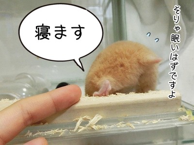 s-CIMG0274