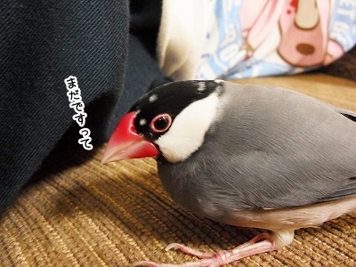 ブンチョ日誌