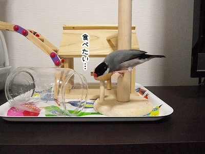 ブンチョ日誌
