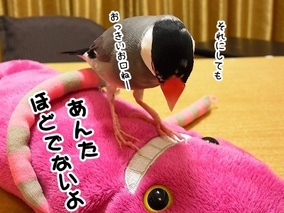 ブンチョ日誌