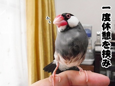 ブンチョ日誌