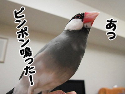 ブンチョ日誌