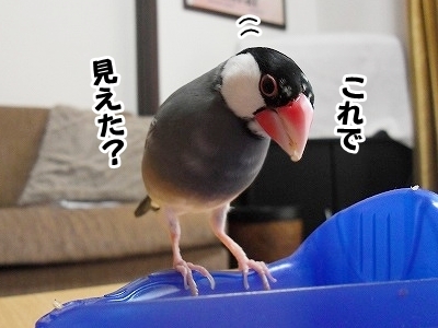 ブンチョ日誌