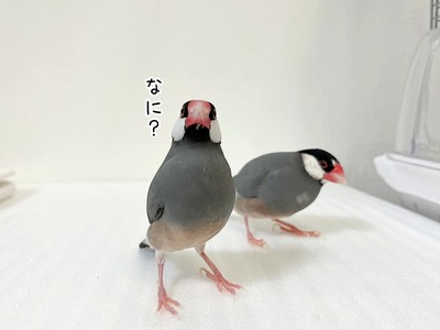 s-IMG_6695