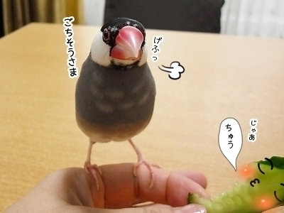 ブンチョ日誌