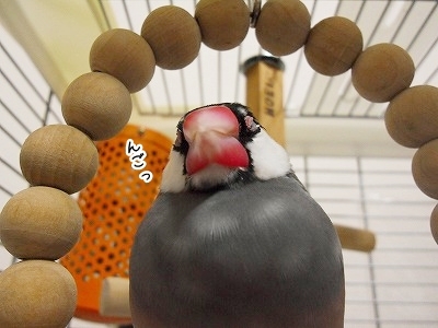 ブンチョ日誌
