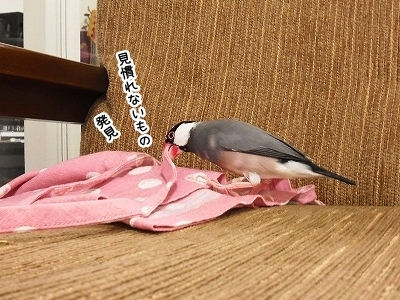 ブンチョ日誌