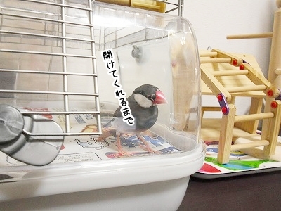ブンチョ日誌