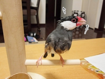 ブンチョ日誌